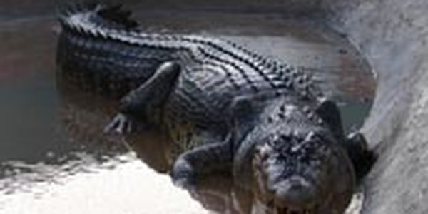 Шаман убил крокодила-людоеда заклинанием