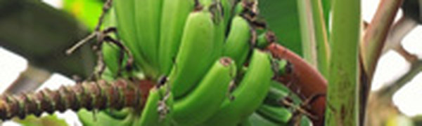 На юге края вчера прошли интенсивные дожди