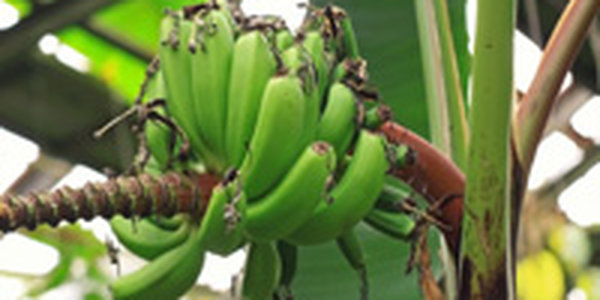 На юге края вчера прошли интенсивные дожди