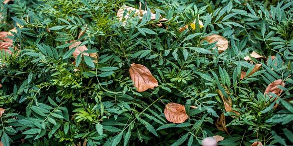 Теплая погода продолжает радовать приморцев