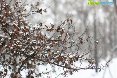 Отложения мокрого снега на деревьях и проводах отмечаются в центральных районах Приморья