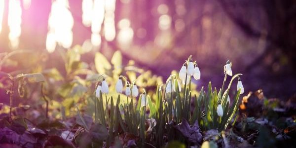 Весна 2015 года стала самой теплой в Северном полушарии