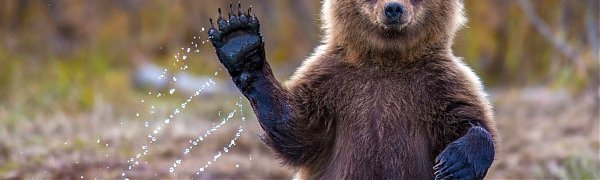 Спасатели Камчатки советуют туристам громко петь в лесу