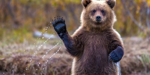 Спасатели Камчатки советуют туристам громко петь в лесу