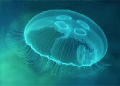 Ядовитые медузы нападают на приморцев