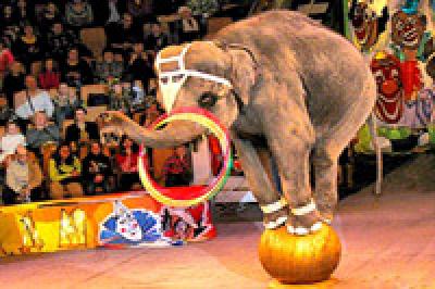 Сальвадор ввел запрет на использование животных в цирках