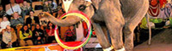 Сальвадор ввел запрет на использование животных в цирках