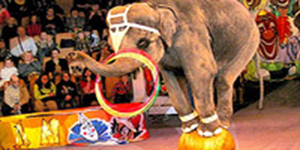 Сальвадор ввел запрет на использование животных в цирках