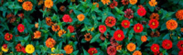 Сквер имени Невельского