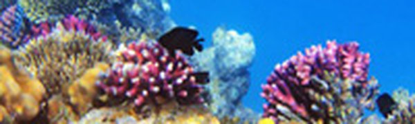 На картах Google появился подводный мир