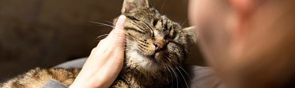 Учёные доказали пользу кошачьего мурчания для здоровья человека
