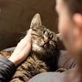 Учёные доказали пользу кошачьего мурчания для здоровья человека