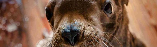 Морской львенок по кличке Старк поселился в Приморском океанариуме