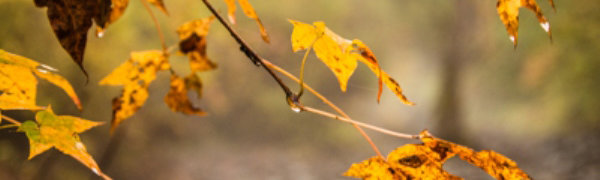 Завтра в Приморье пройдёт небольшой дождь