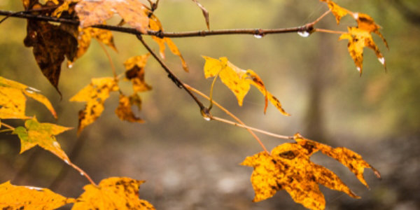 Завтра в Приморье пройдёт небольшой дождь