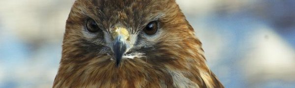 В зоопарке «Чудесный» акция в честь 23 февраля