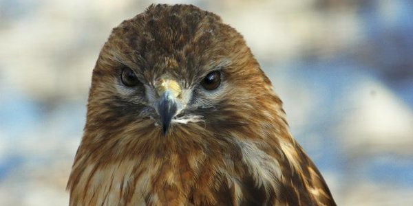 В зоопарке «Чудесный» акция в честь 23 февраля