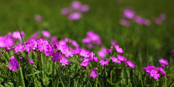 На выходных в Приморье будет жаркая погода
