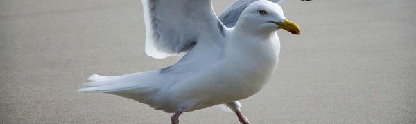 В Петербурге для борьбы с чайками стали использовать хищных птиц