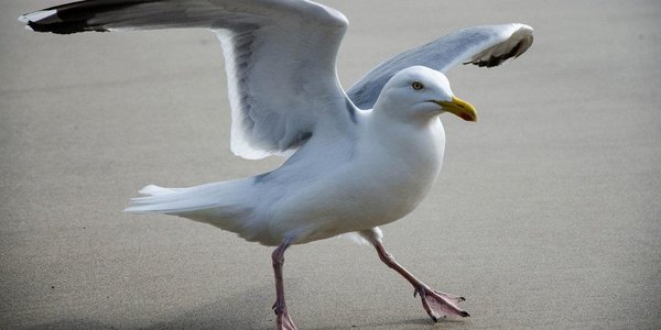 В Петербурге для борьбы с чайками стали использовать хищных птиц