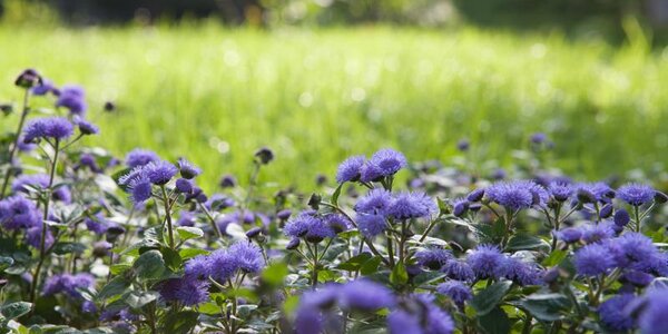 Душная погода установится во Владивостоке на следующей неделе