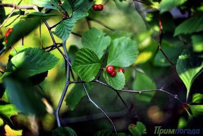 Самый подробный прогноз погоды на рабочую неделю на Примпогоде