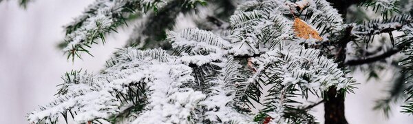 Первый снег порадовал жителей некоторых районов Приморья (ФОТО)