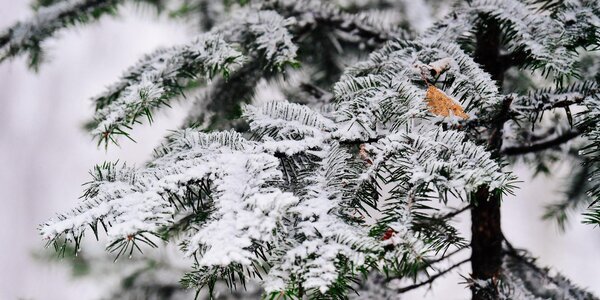 Первый снег порадовал жителей некоторых районов Приморья (ФОТО)