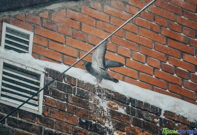 Высота снежного покрова местами в Приморье достигает 14 см