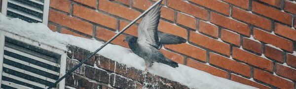 Высота снежного покрова местами в Приморье достигает 14 см