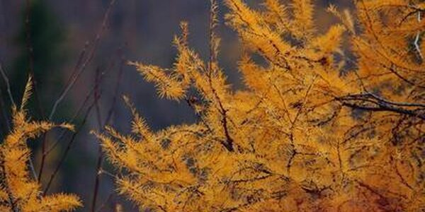 Тепло постепенно возвращается в Приморье