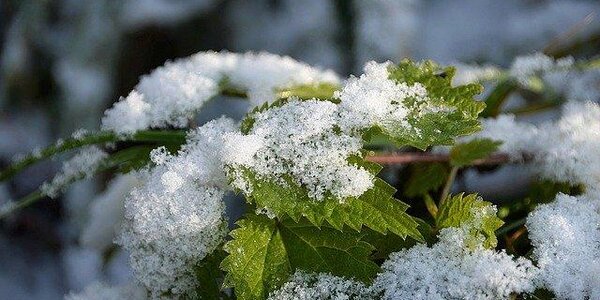 Следующая неделя в Приморье начнётся со снега