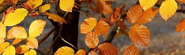 Погода на выходных в Приморье обещает быть в духе «Сладкого ноября»