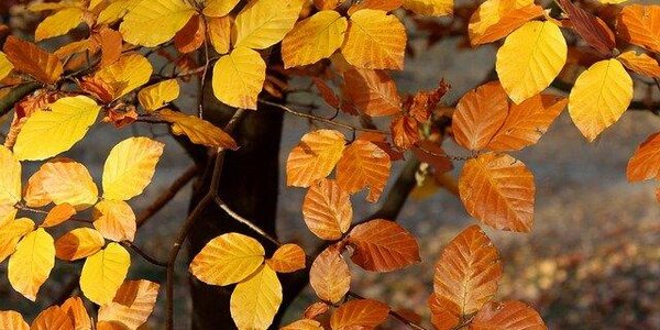 Погода на выходных в Приморье обещает быть в духе «Сладкого ноября»