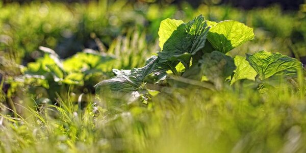 Дневная температура воздуха в Приморье в пятницу будет +9 °С до +27 °С