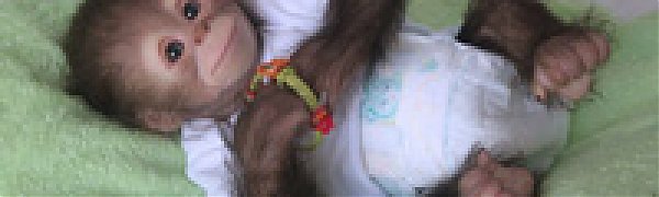 Лесников Индии обяжут пройти курсы по отлову обезьян