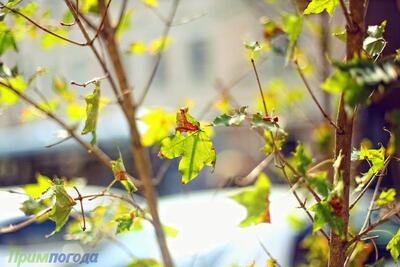 Озвучен прогноз погоды на первые выходные осени в Приморье