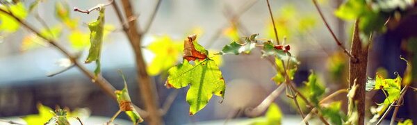 Озвучен прогноз погоды на первые выходные осени в Приморье