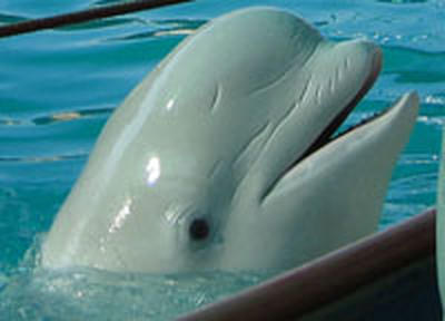 В Китае белый кит спас тонущего дайвера