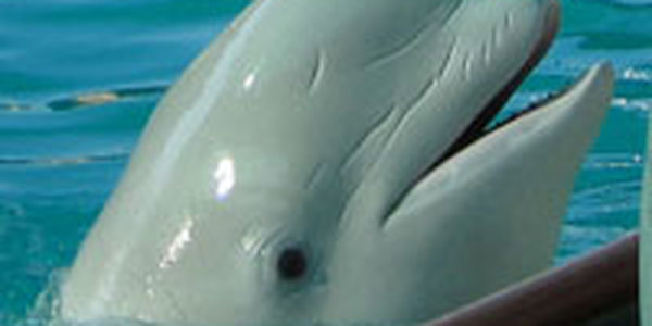 В Китае белый кит спас тонущего дайвера