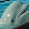 В Китае белый кит спас тонущего дайвера