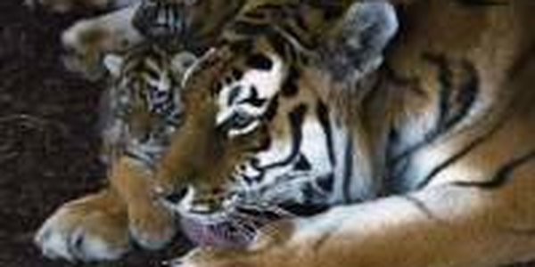 12 лет тюрьмы дали китайцу за убийство тигра 