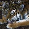 12 лет тюрьмы дали китайцу за убийство тигра 