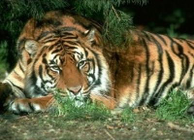 Во время перевозки восемь тигров и львица погибли от угарного газа