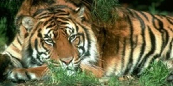 Во время перевозки восемь тигров и львица погибли от угарного газа