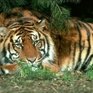 Во время перевозки восемь тигров и львица погибли от угарного газа