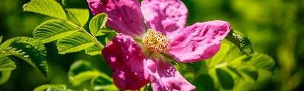 На следующей неделе в Приморье будет душно