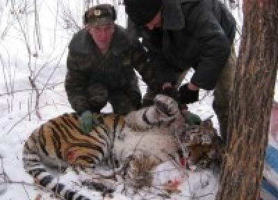  Нападавшую на лошадей тигрицу выпустили в глухую тайгу в Приморье