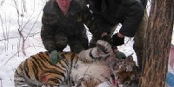  Нападавшую на лошадей тигрицу выпустили в глухую тайгу в Приморье