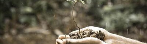 Жители 3 районов Приморья могут потерять урожай из-за переувлажнения почвы 